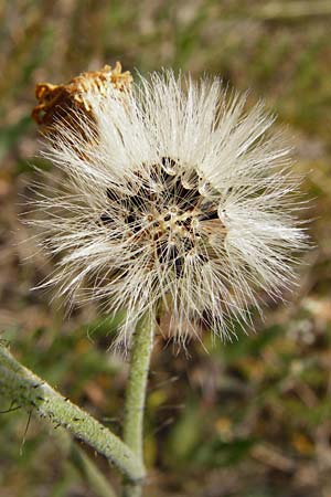 Hieracium aridum / Hawkweed, D Alsenz 6.6.2015