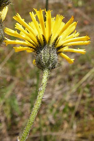 Hieracium aridum / Hawkweed, D Alsenz 6.6.2015