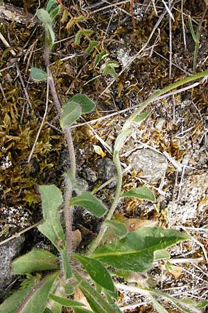 Hieracium aridum / Hawkweed, D Alsenz 6.6.2015