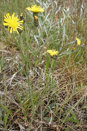 Hieracium aridum / Hawkweed, D Alsenz 6.6.2015