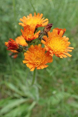 Hieracium aurantiacum \ Orangerotes Habichtskraut / Orange Hawkweed, Fox and Cubs, D J&uuml;lich 13.6.2019