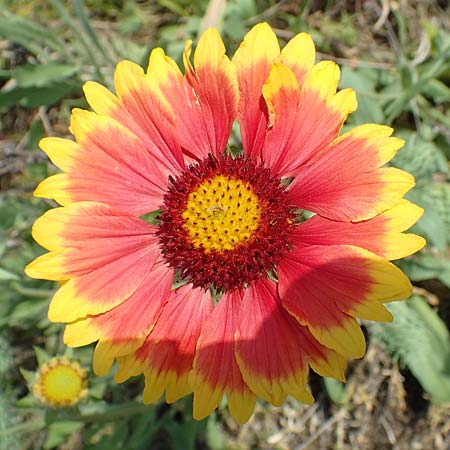 Helenium autumnale / Sneezeweed, D Seeheim an der Bergstra&szlig;e 24.6.2019