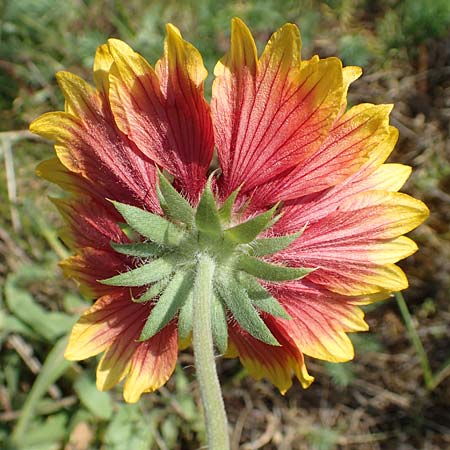 Helenium autumnale / Sneezeweed, D Seeheim an der Bergstra&szlig;e 24.6.2019