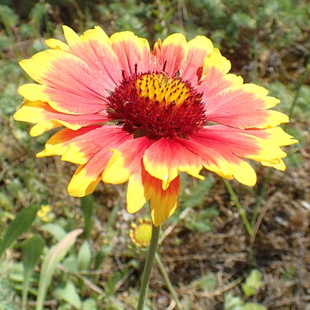 Helenium autumnale / Sneezeweed, D Seeheim an der Bergstra&szlig;e 24.6.2019