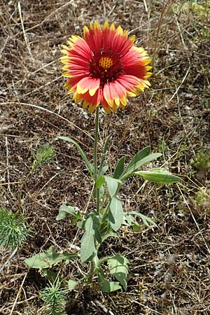 Helenium autumnale / Sneezeweed, D Seeheim an der Bergstra&szlig;e 24.6.2019