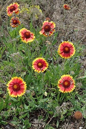 Helenium autumnale / Sneezeweed, D Seeheim an der Bergstra&szlig;e 24.6.2019