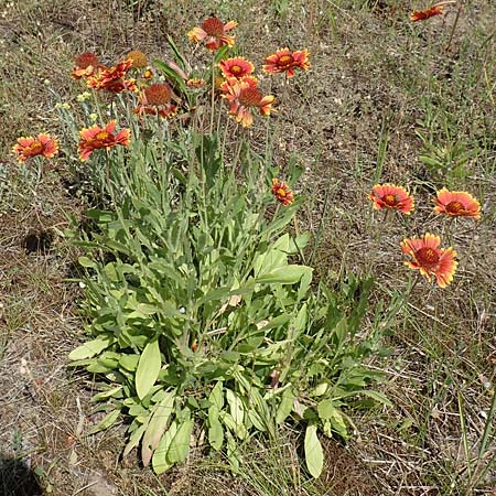 Helenium autumnale / Sneezeweed, D Seeheim an der Bergstra&szlig;e 24.6.2019