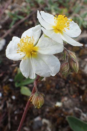 Helianthemum apenninum, White Rock-Rose