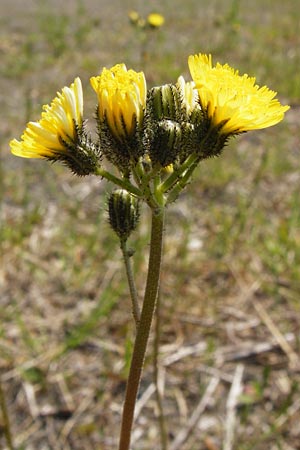 Hieracium densiflorum / Dense-Flowered Hawkweed, D Alsenz 6.6.2015