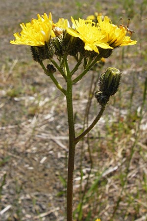 Hieracium densiflorum / Dense-Flowered Hawkweed, D Alsenz 6.6.2015