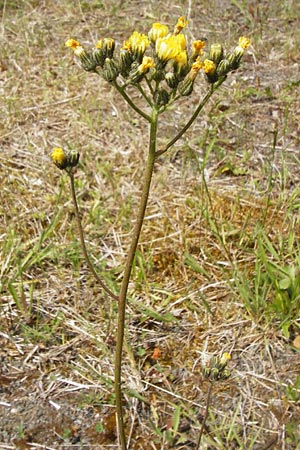 Hieracium densiflorum / Dense-Flowered Hawkweed, D Alsenz 6.6.2015