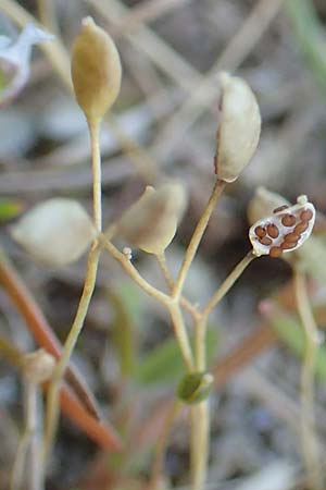 Draba spathulata \ Rundfr�chtiges Hungerbl�mchen, D Hockenheim 16.4.2019