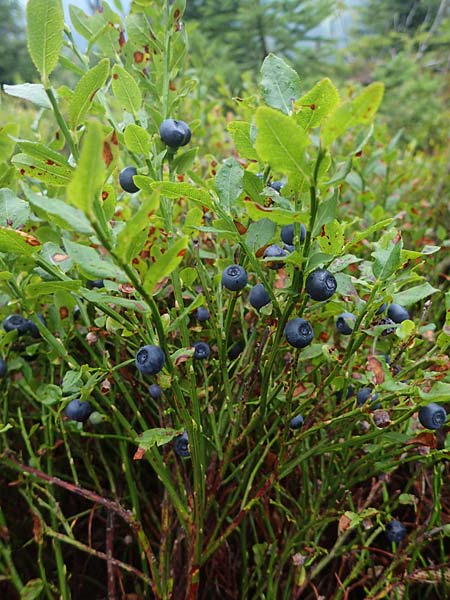 Vaccinium myrtillus \ Heidelbeere, Blaubeere / Bilberry, D Schwarzwald/Black-Forest, Hornisgrinde 2.8.2021