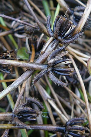 Hedypnois rhagadioloides \ R�hrchenkraut / Cretan Weed, D Botan. Gar.  Universit.  Mainz 13.9.2008