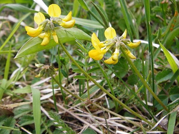 Hippocrepis comosa \ Hufeisenklee / Horseshoe Vetch, D Langg&ouml;ns 25.4.2015