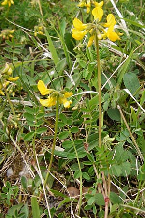 Hippocrepis comosa, Moss