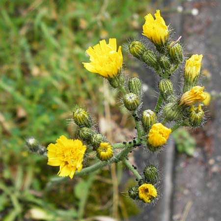Hieracium calodon / Hawkweed, D Walheim 30.5.2015