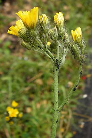 Hieracium calodon / Hawkweed, D Walheim 30.5.2015
