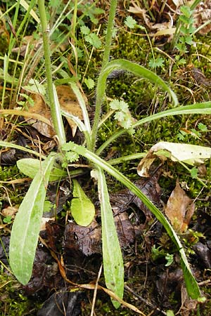 Hieracium calodon / Hawkweed, D Walheim 30.5.2015