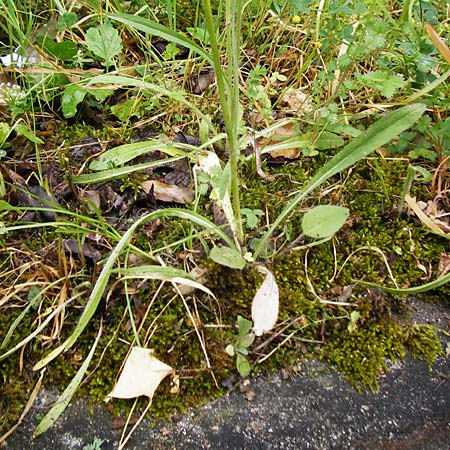 Hieracium calodon / Hawkweed, D Walheim 30.5.2015