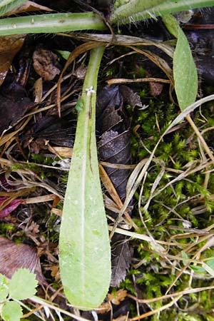 Hieracium calodon / Hawkweed, D Walheim 30.5.2015