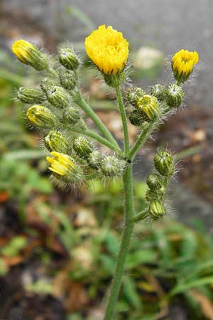 Hieracium calodon / Hawkweed, D Walheim 30.5.2015