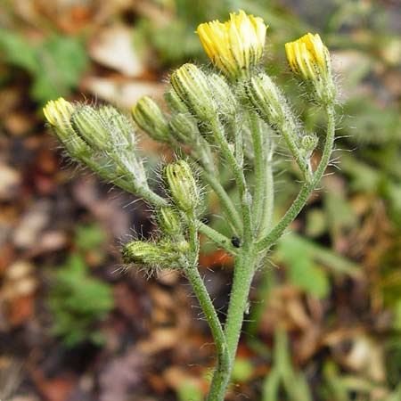 Hieracium calodon / Hawkweed, D Walheim 30.5.2015