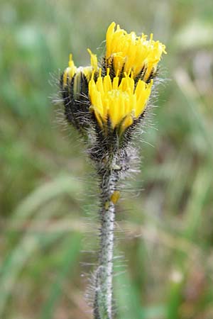 Hieracium caespitosum / Yellow Fox and Cubs, D Odenwald, Lindenfels 16.6.2015