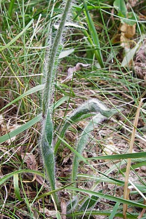 Hieracium caespitosum / Yellow Fox and Cubs, D Odenwald, Lindenfels 16.6.2015