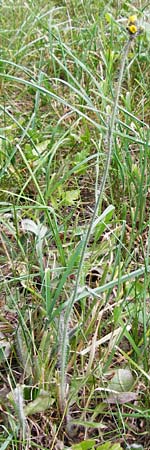Hieracium caespitosum / Yellow Fox and Cubs, D Odenwald, Lindenfels 16.6.2015