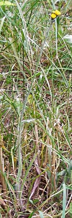 Hieracium caespitosum / Yellow Fox and Cubs, D Odenwald, Lindenfels 16.6.2015