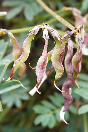 Hippocrepis comosa \ Hufeisenklee / Horseshoe Vetch, D T&uuml;bingen 20.6.2015