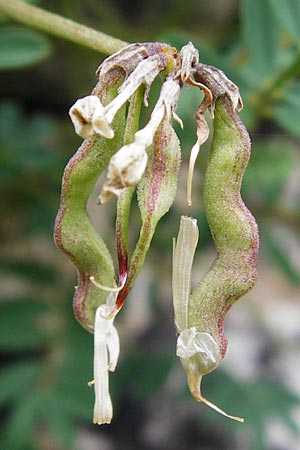 Hippocrepis comosa \ Hufeisenklee / Horseshoe Vetch, D T&uuml;bingen 20.6.2015