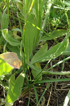 Hieracium caespitosum / Yellow Fox and Cubs, D B&ouml;ttingen 3.6.2015