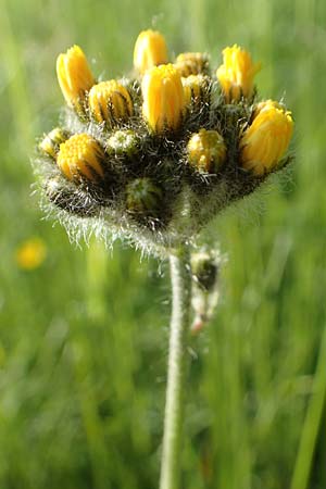 Hieracium caespitosum / Yellow Fox and Cubs, D B&ouml;ttingen 3.6.2015