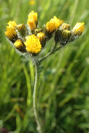 Hieracium caespitosum / Yellow Fox and Cubs, D B&ouml;ttingen 3.6.2015