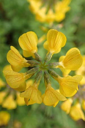 Hippocrepis comosa \ Hufeisenklee / Horseshoe Vetch, D Waldshut-Tiengen 1.5.2019