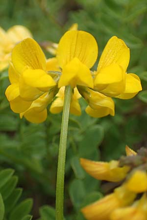Hippocrepis comosa \ Hufeisenklee / Horseshoe Vetch, D Waldshut-Tiengen 1.5.2019