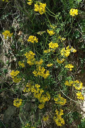 Hippocrepis comosa \ Hufeisenklee / Horseshoe Vetch, D Oberlaudenbach 31.5.2021