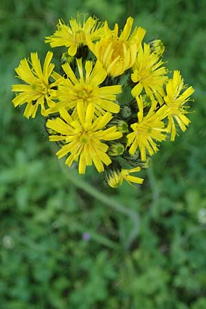Hieracium caespitosum / Yellow Fox and Cubs, D Mannheim 10.6.2021