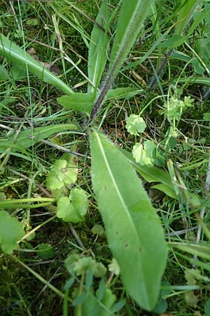 Hieracium caespitosum / Yellow Fox and Cubs, D Mannheim 10.6.2021