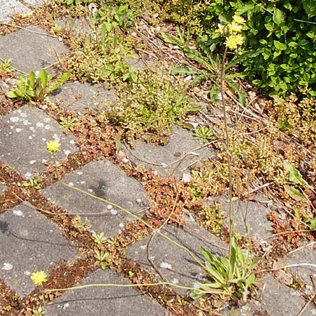 Hieracium densiflorum / Dense-Flowered Hawkweed, D Altenglan 24.5.2015