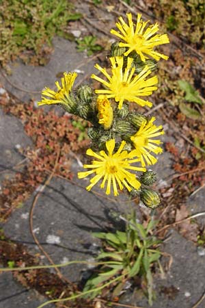Hieracium densiflorum / Dense-Flowered Hawkweed, D Altenglan 24.5.2015