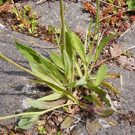 Hieracium densiflorum / Dense-Flowered Hawkweed, D Altenglan 24.5.2015