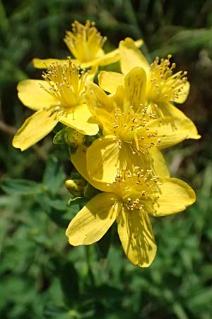 Hypericum desetangsii \ Gew�hnliches Bastard-Johanniskraut / Des Etangs' St. John's-Wort, D Otzberg 16.8.2025