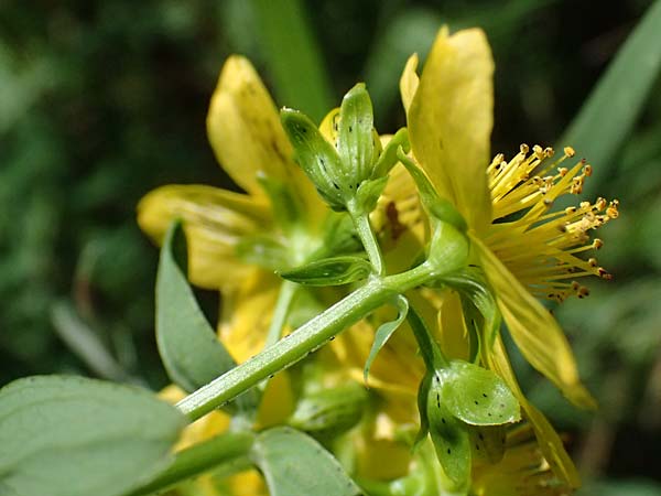 Hypericum desetangsii \ Gew�hnliches Bastard-Johanniskraut / Des Etangs' St. John's-Wort, D Otzberg 16.8.2025