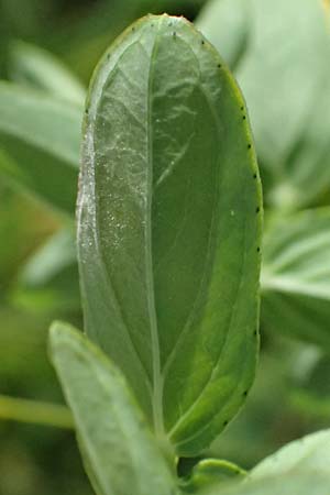 Hypericum desetangsii \ Gew�hnliches Bastard-Johanniskraut / Des Etangs' St. John's-Wort, D Otzberg 16.8.2025