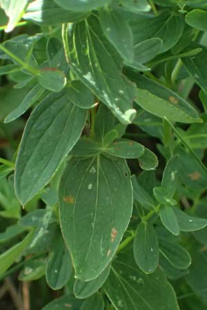 Hypericum desetangsii \ Gew�hnliches Bastard-Johanniskraut / Des Etangs' St. John's-Wort, D Otzberg 16.8.2025