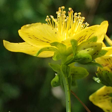 Hypericum desetangsii \ Gew�hnliches Bastard-Johanniskraut / Des Etangs' St. John's-Wort, D Otzberg 16.8.2025