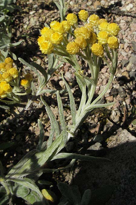 Helichrysum compactum \ Gedrungene Strohblume / Compact Strawflower, D Botan. Gar.  Universit.  Mainz 4.8.2007